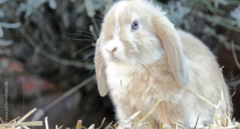 Kaninchen langsam an frisches Gras gewöhnen - Tierärztezentrum ...