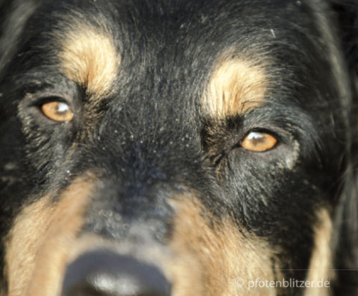 Magendrehung bei Hunden, Impfung für Kaninchen und Zucker bei Katzen