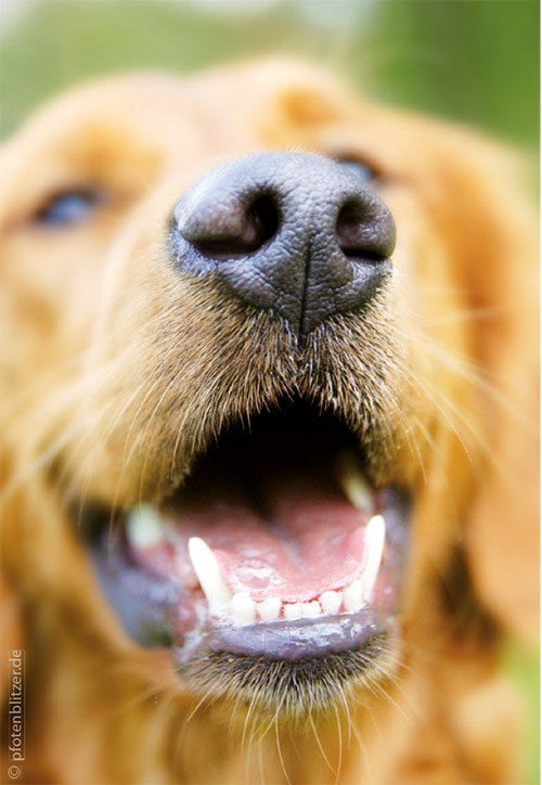 Atmung und Alter bei Hunden! - Teisendorf Kleintierpraxis Dr. Dr. Bolley GbR