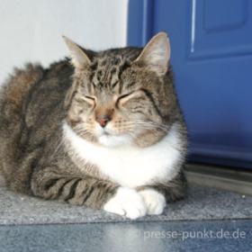 Niereninsuffizienz bei Hunden, Zahnpflege beim Haustier und Vitamin C für Meerschweinchen