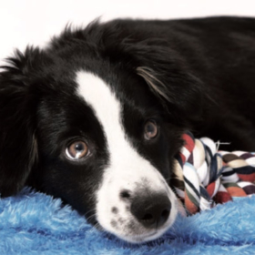 Arthrose und Fellwechsel beim Hund