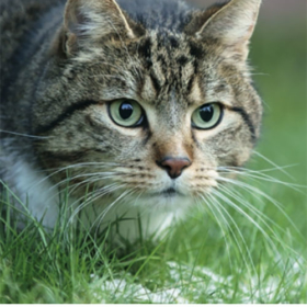 Antibiotika für Haustiere, Hunde und die Hitze und Sonnenbrand bei Katzen