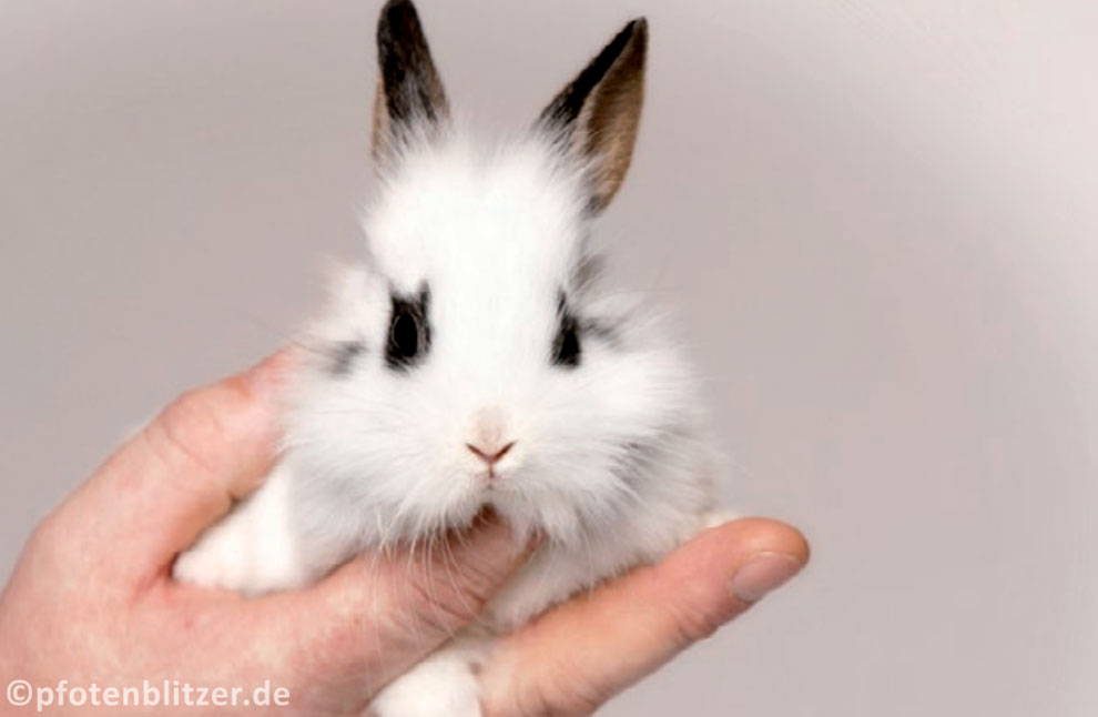 Kleintierpraxis Schutz Maßnahmen für Nagetiere und Vögel
