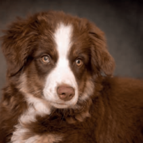 Medikamenten für Ihr Haustier und Herzschwäche bei Hunden