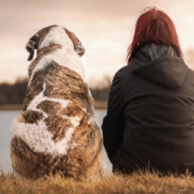 Ältere Hunde und Katzen auf Reisen – Worauf Sie achten sollten